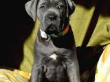 Cane corso en kalitelisi dev ırkının en iyisi