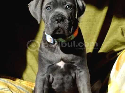 Cane corso en kalitelisi dev ırkının en iyisi