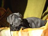 Cane Corso En Kalitelisi Dev Irkının En Iyisi