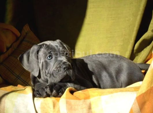 Cane Corso En Kalitelisi Dev Irkının En Iyisi görsel