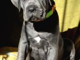 Cane Corso En Kalitelisi Dev Irkının En Iyisi