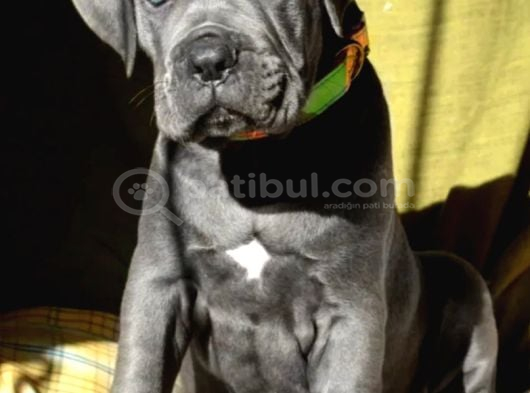 Cane Corso En Kalitelisi Dev Irkının En Iyisi görsel