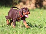 King Boy Irkının En Özel Doberman Yavruları
