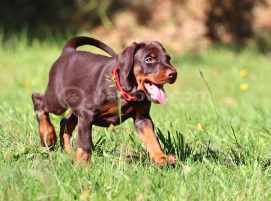 King Boy Irkının En Özel Doberman Yavruları görsel