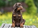 King boy ırkının en özel Doberman yavruları
