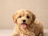 Maltipoo yavrularımız en özeli