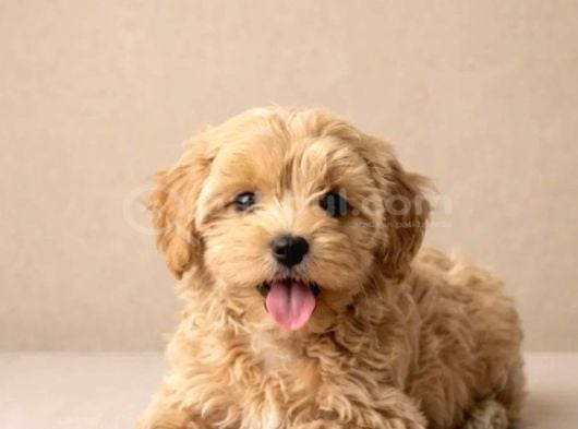 Maltipoo Yavrularımız En Özeli