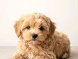 Maltipoo Yavrularımız En Özeli