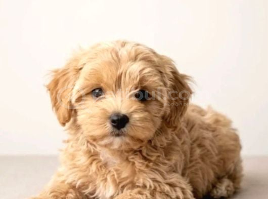 Maltipoo Yavrularımız En Özeli görsel