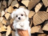 Maltese terrier yavru aşıları tam harika yavrular