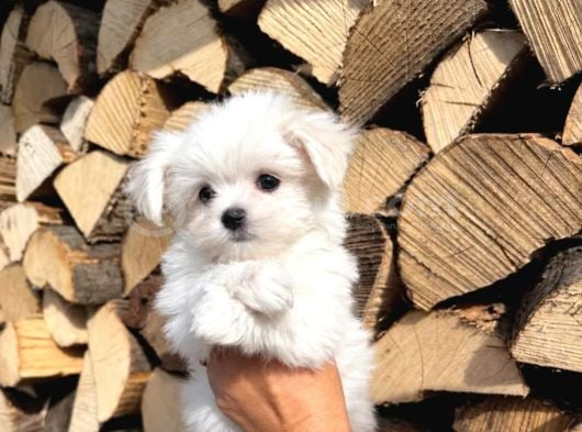 Maltese terrier yavru aşıları tam harika yavrular