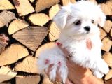 Maltese Terrier Yavru Aşıları Tam Harika Yavrular