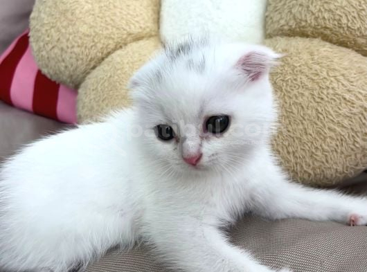 3 Aylık Acill görsel