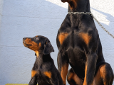 Von Sahane Legacy Doberman