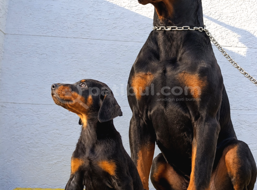 Von Sahane Legacy Doberman görsel