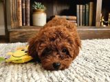 A Scrli Ev Üretimi Toy Poodle Yavrularimiz