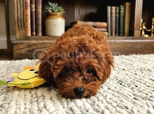 A Scrli Ev Üretimi Toy Poodle Yavrularimiz