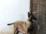 Belçi̇ka Mali̇noi̇s Yavrulari Aşi̇l Ve Zeyna Eşlemesi̇nden