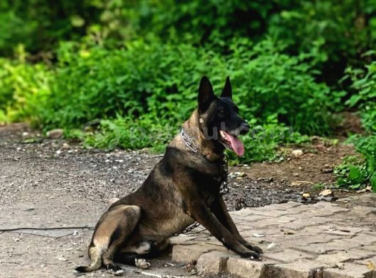 Belçi̇ka Mali̇noi̇s Yavrulari Aşi̇l Ve Zeyna Eşlemesi̇nden görsel