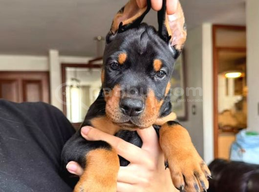 Von Sahane Legacy Doberman görsel
