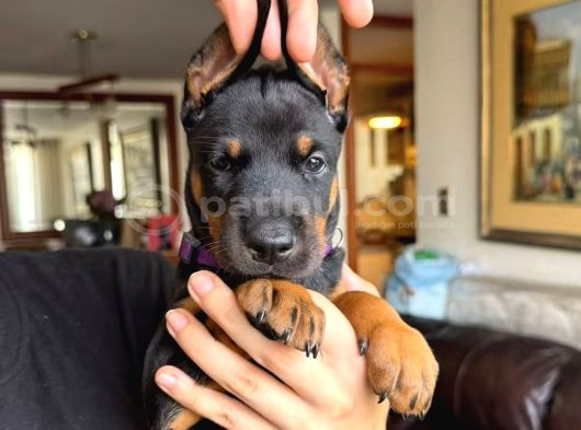 Von sahane Legacy Doberman