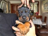 Von Sahane Legacy Doberman