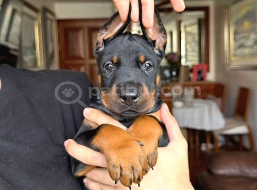 Von Sahane Legacy Doberman görsel