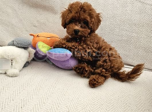 A Scrli Ev Üretimi Toy Poodle Yavrularimiz görsel