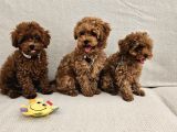 A Scrli Ev Üretimi Toy Poodle Yavrularimiz