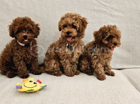 A Scrli Ev Üretimi Toy Poodle Yavrularimiz görsel