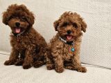 A Scrli Ev Üretimi Toy Poodle Yavrularimiz