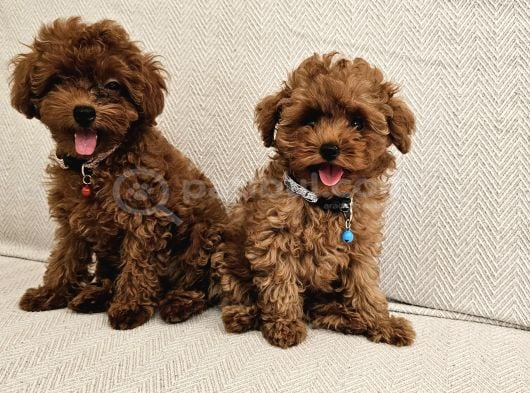 A Scrli Ev Üretimi Toy Poodle Yavrularimiz görsel