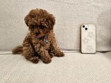 A Scrli Ev Üretimi Toy Poodle Yavrularimiz