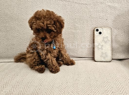 A Scrli Ev Üretimi Toy Poodle Yavrularimiz görsel