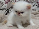 İran Persian Sıfır Burun Yawrular