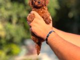 Orjinal Irk Ve Sağlık Garantili Toy Poddle Bebeklerimiz