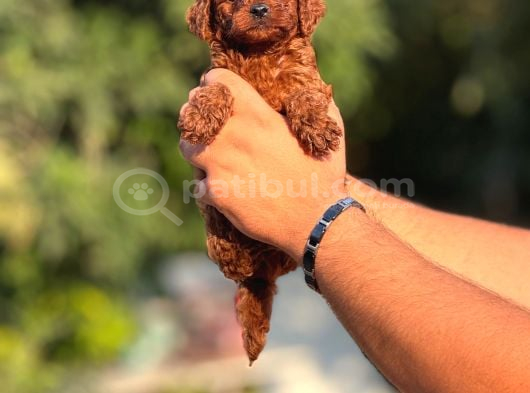 Orjinal Irk Ve Sağlık Garantili Toy Poddle Bebeklerimiz görsel