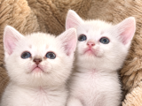 British Shorthair Bebeklerimiz
