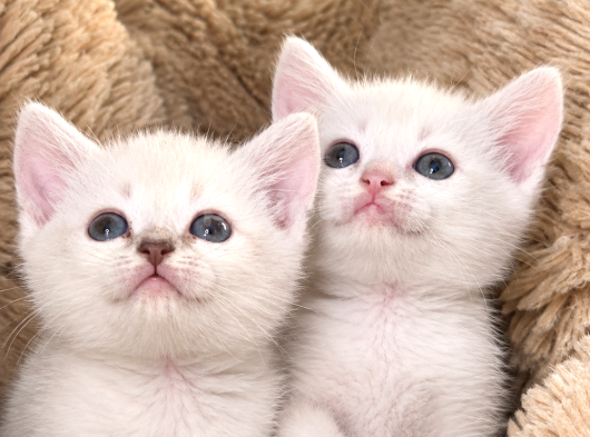 British Shorthair Bebeklerimiz görsel