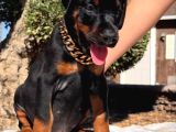 King Doberman Yavrular Kalite Isteyenlere