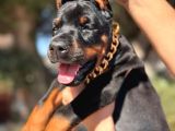King Doberman Yavrular Kalite Isteyenlere