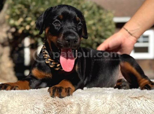 King doberman yavrular kalite isteyenlere