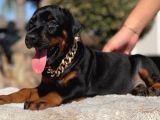 King Doberman Yavrular Kalite Isteyenlere