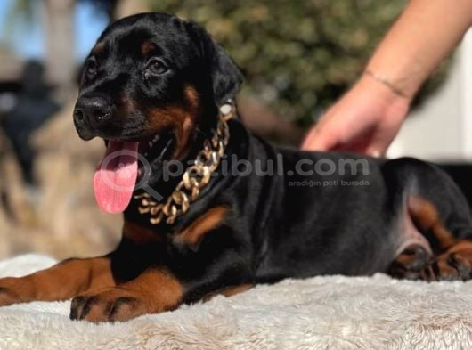 King Doberman Yavrular Kalite Isteyenlere görsel