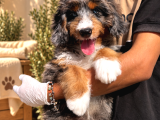 Merle Bernedoodle  Mavi Gözlü Tricolor Yavru