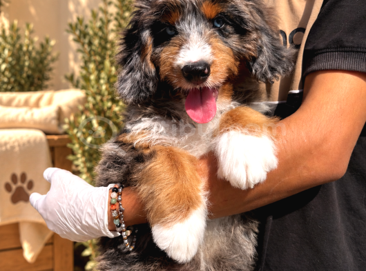 Merle Bernedoodle  Mavi Gözlü Tricolor Yavru görsel