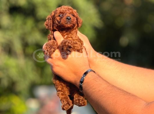 Orjinal Irk Ve Sağlık Garantili Toy Poddle Bebeklerimiz görsel