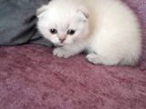 Vecihiden Kırık Kulak Eğitimli Scottishfold Bebekler