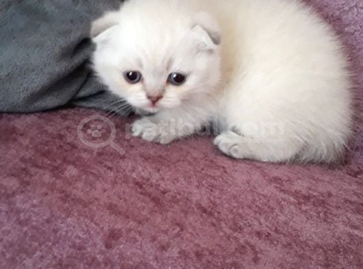 Vecihiden Kırık Kulak Eğitimli Scottishfold Bebekler görsel