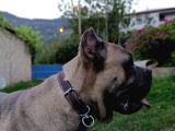 Cano Corso 10 Aylık